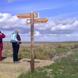 Birdwatching - looking for the Great Bustard photo Peter Dedicoat