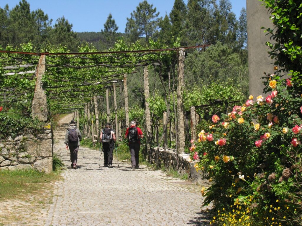 Group walking Portuguese Santiago Way